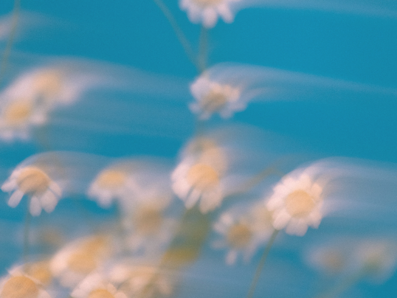 a blurred photo of chamomile flowers against a blue sky