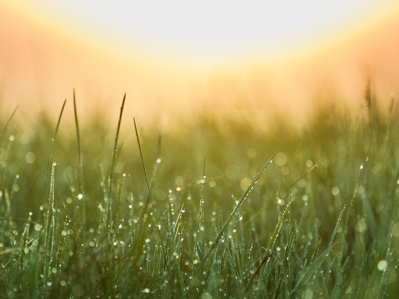 photo of morning dew on grass and sunshine